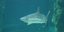 Οι επιθέσεις καρχαριών είναι συχνές στη συγκεκριμένη περιοχή της Αυστραλίας