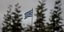 Ελληνική σημαία πίσω από δέντρα