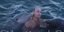 Ο Ρώσος πρόεδρος Πούτιν κολυμπά με δελφίνια στο Βαραντέρο της Κούβας