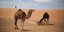 Καμήλες στην έρημο