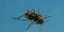 Αυτό είναι το ξυλοφάγο έντομο που απειλεί τα δέντρα της Αθήνας 