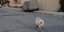 Λευκός σκύλος πάει βόλτα με την βοήθεια του drone