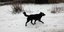 Σκύλος περπατά στο χιόνι