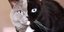  Το μισό πρόσωπο του γάτου Νάρνια είναι γκρι και το άλλο μαύρο 