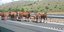 Αγελάδες βγήκαν στο οδόστρωμα, μετά το τροχαίο νταλίκας που της μετέφερε στην Κοζάνη