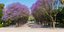 Τα μωβ δέντρα της Αθήνας, Ζάππειο