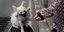 Σκύλος με μάσκα παίζει με τον ιδιοκτήτη του στην Ταϊλάνδη