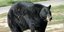 Αντιμέτωπος με μια μαύρη αρκούδα σαν κι αυτή ήρθε ο 54χρονος στο Κολοράντο