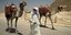 Αίγυπτος καμήλες 