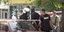Αστυνομικοί με τον δράστη της επίθεσης με τσεκούρι στη ΔΟΥ στην Κοζάνη