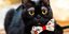 Ο μαύρος γάτος Κορνήλιος με τα άσπρα φρύδια