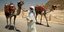 Καμηλιέρης περπατά με τις καμήλες δίπλα από πυραμίδα