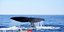 Απίστευτο: Φάλαινα φυσητήρας μήκους 20 μέτρων στη Μάνη! 