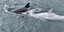 Η λευκή φάλαινα δολοφόνος στην Αλάσκα
