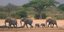 Ελέφαντες στο εθνικό πάρκο Χουάνγκε της Ζιμπάμπουε