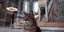 Η γάτα της Αγιάς Σοφιάς στο εσωτερικό του ναού στην Κωνσταντινούπολη
