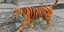 Σκύλος βαμμένος πορτοκαλί με ρίγες για να μοιάζει με τίγρη