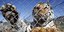 Γερμανία: Η WWF και οι ζωολογικοί κήποι θέλουν να απαγορεύσουν το εμπόριο τίγρεων	