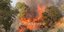 Φωτιά σε δασική έκταση -Στην περιοχή Τρίκορφο	