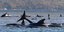Δεκάδες φάλαινες έχουν εξωκείλει στο νησί Τασμανία 