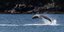 Ο Fungie, το διάσημο δελφίνι της Ιρλανδίας