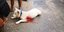 O σκύλος που κακοποιήθηκε βάναυσα στη Νίκαια 