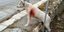 Νίκαια: Βελτιωμένη αλλά κρίσιμη η κατάσταση του σκύλου που μαχαιρώθηκε από εκπαιδευτικό [βίντεο]