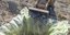 Φωτογραφία από drone εικονίζει κλιμάκιο της Κτηνιατρικής Υπηρεσίας Κοζάνης να διενεργεί υγειονομική ταφή μετά από τη θανάτωση με ευθανασία των πρώτων βιζόν που εντοπίστηκαν θετικά στον κορωνοϊό σε φάρμα στη Κοζάνη Φωτογραφία: ΑΠΕ-ΜΠΕ/ΔΗΜΗΤΡΗΣ ΤΟΣΙΔΗΣ