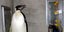 Τελευταίο αντίο στον γηραιότερο αυτοκρατορικό πιγκουίνο του κόσμου που πέθανε σε βαθιά γεράματα