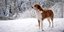 Σκύλος ευχαριστιέται το χιονισμένο τοπίο 