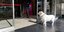 H σκυλίτσα Μποντσούκ περιμένει το αφεντικό της έξω από νοσοκομείο στην Τουρκία