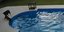 Σκύλος σώζει πίτμπουλ από πισίνα