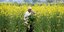Αγρότης στην Ινδία συλλέγει γογγύλια