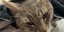 Ο γάτος Αρθουρ, που πέθανε προσπαθώντας να προστατεύσει μικρά παιδιά από επικίνδυνο φίδι