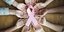 Η ροζ κορδέλα, το σύμβολο στην πρόληψη και τη μάχη ενάντια στον καρκίνο του μαστού