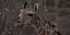 Η νεογέννητη καμηλοπάρδαλη στο ζωολογικό κήπο του Τσέστερ