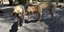 ΟΤΑ: Στην τελική ευθεία η δημιουργία του διαδημοτικού καταφυγίου αδέσποτων ζώων, στο Μαρκόπουλο