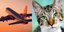 H επίθεση της γάτας ανάγκασε τους πιλότους να προσγειώσουν το αεροσκάφος στο Χαρτούμ 