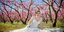 Γαμήλια φωτογράφιση με φόντο τις ανθισμένες ροδακινιές της Ημαθίας