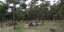 Πολίτης εξασκείται σε παγκάκι στο δάσος του Σέιχ Σου
