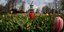 Ολλανδία: Αγρός με τουλίπες και στο βάθος ανεμόμυλος