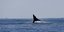 ουρά φάλαινας στη θάλασσα