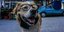 Νέα Σμύρνη: Κάτοικοι προσέφυγαν στο ΣτΕ κατά του πάρκου αναψυχής σκύλων