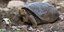 Ισημερινός: Μια γιγαντιαία χελώνα, είδος που θεωρείτο εξαφανισμένο εδώ και έναν αιώνα, εντοπίστηκε στα νησιά Γκαλαπάγκος