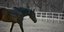 καφέ άλογο σε αγρό με φράχτη