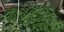 72χρονος καλλιεργούσε δενδρύλλια κάνναβης στον Ασπρόπυργο
