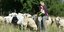 αγρόκτημα με πρόβατα στην Ευρώπη