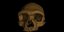 Το κρανίο του Homo longi, του «ανθρώπου-δράκου», που βρέθηκε στην Κίνα