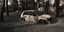 αυτοκίνητο καμένο από φωτιά στη Βαρυμπόμπη