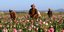 Αφγανοί συλλέγουν όπιο σε χωράφι με παπαρούνες στην επαρχία Κανταχάρ του Αφγανιστάν 